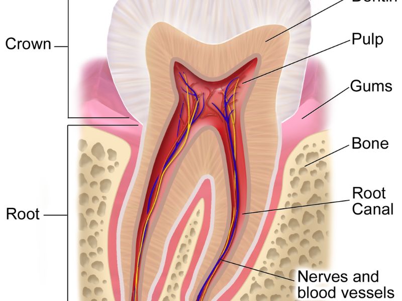 🦷 Root Canal Treatment: Save Your Natural Tooth Without the Pain