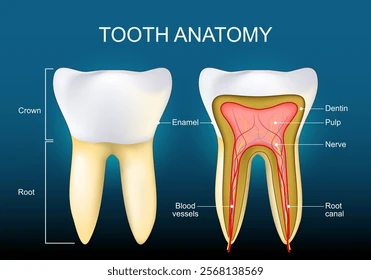 7 Signs You Need a Dental Crown